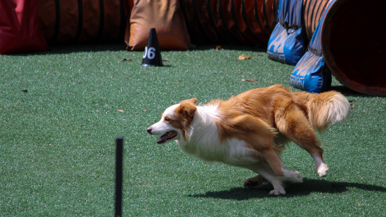 The top 50 most popular dog breeds in the world (2020).