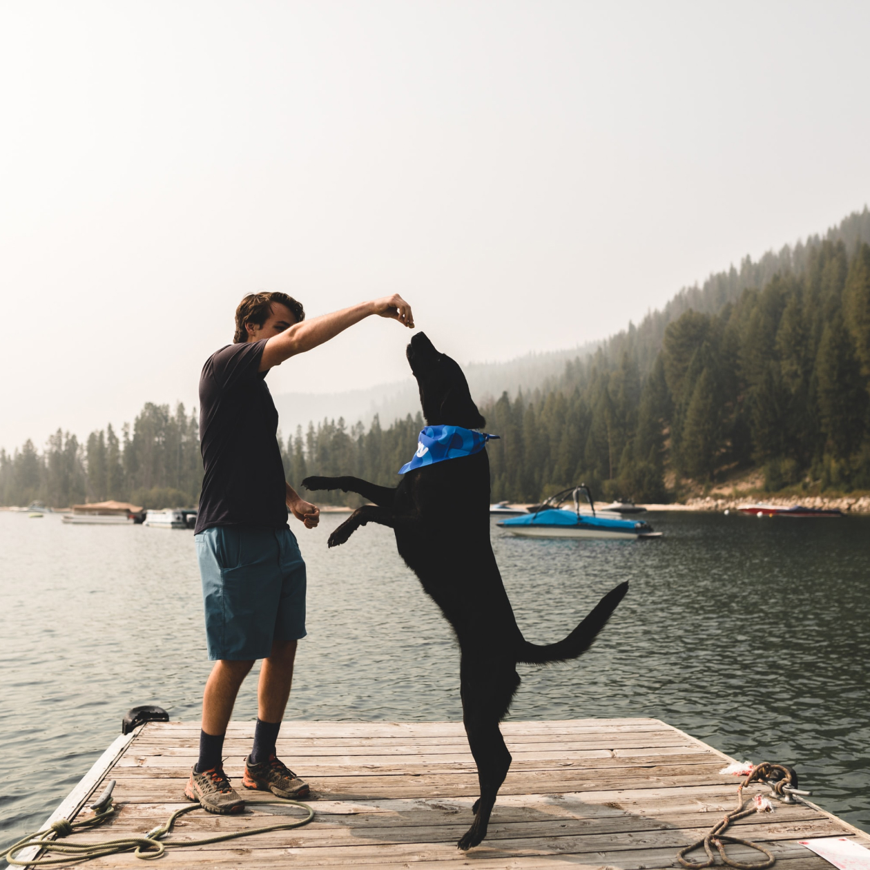 Foods your dog can (and can’t) eat: the ultimate list.