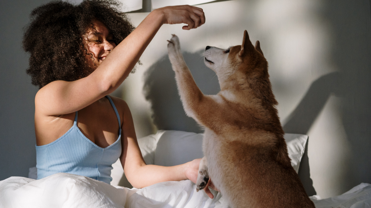 Putting your pet under specialized supervision.